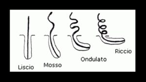 Bulbo capelli